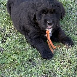 Boy Orange - male Golden Mountain Dog puppy in Tacoma, Washington from Canyon Meadows Farm