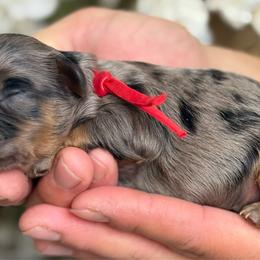 Quinn - Merle female Cavapoo puppy in Yuciapa, California from AlltheDoodlez_
