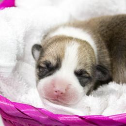 Pembroke Welsh Corgi Puppies from Cosmere Corgis