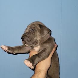 Ty Lee - Blue female Great Dane puppy in Pollock, Louisiana from Danes Done Right