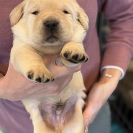 Aslan, Champion Line English Lab - Yellow male Labrador Retriever puppy in Owosso, Michigan from Bennington Retrievers
