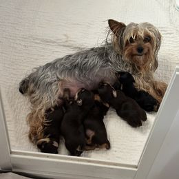 Yorkshire Terrier puppies from Glass Hill Yorkies