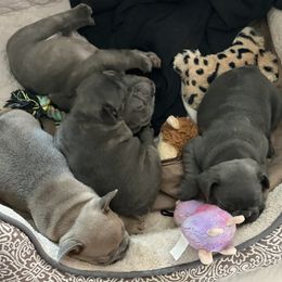 French Bulldog Puppies from Casa de Frenchie