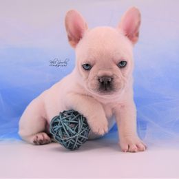 French Bulldog Puppies from Bullish Pride