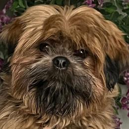 Lhasa Apso All Grown Up from Tammy Privette