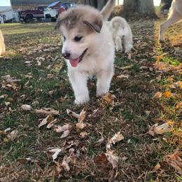 Alaskan Malamute Puppies from Moot Manor Malamutes