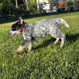 Zeppelin - Blue male Australian Cattle Dog puppy in Mount Pleasant, Utah from Christensen Heelers and Labs