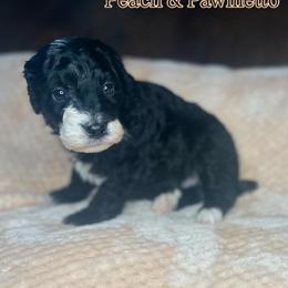 Yule - Black and white male Bernedoodle puppy in Alabama from Peach & Pawmetto Doodles