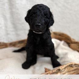 White Girl - Black female Goldendoodle puppy in Carthage, Tennessee from Willows Doodles