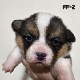 FF-2 - Black and tan female Pembroke Welsh Corgi puppy in Ely, Minnesota from RJ's Corgis