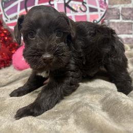 Sawyer - Liver male Miniature Schnauzer puppy in Lufkin, Texas from C&K’s Schnauzer House