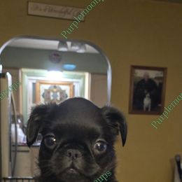 Girl 4 - Black and tan female Brussels Griffon puppy in Burton, Michigan from Purple Moon Pups