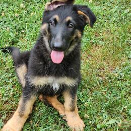 German Shepherd Puppies from Casamoko German Shepherds