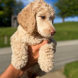 Elijah - Cream male Poodle puppy in Washington, Pennsylvania from Patriotic Poodles