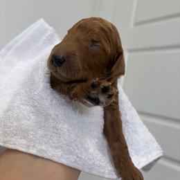 Lime green collar - Red  male Poodle puppy in San Benito, Texas from Irene's Poodles