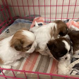 Shih Tzu Puppies from Wood Foo Breeders