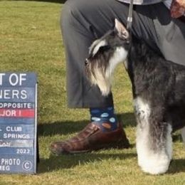 Miniature Schnauzers from Tiffany Bailey