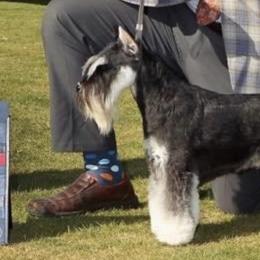 Miniature Schnauzers from Tiffany Bailey