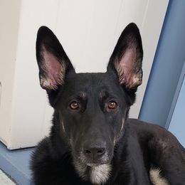 Cobra - German Shepherd