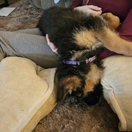 German Shepherd Puppies from Ewig Krieger Kennels