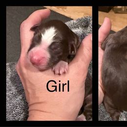 Miniature Australian Shepherd Puppies from South Branch Mini Aussies