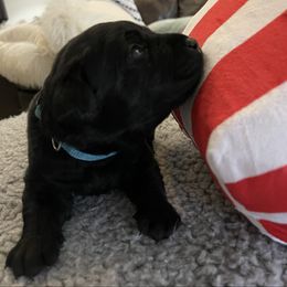 Starlit (Aqua collar) - Black female Labrador Retriever puppy in Grand Saline, Texas from Castle Hills Labradors