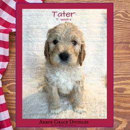 Boy 6 - male Goldendoodle puppy in North Conway, New Hampshire from Arbor Grace Doodles
