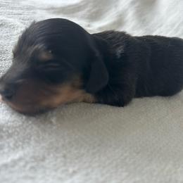 Brady - Black and tan male Dachshund puppy in Sebring, Florida from Mini Weenies