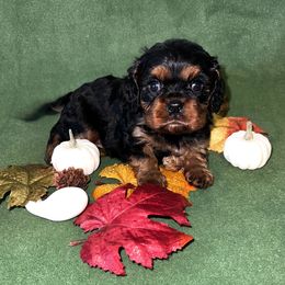 Spice - Black and tan male Cavalier King Charles Spaniel puppy in Avoca, New York from Palladino’s Cavaliers of Upstate NY