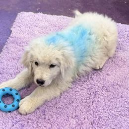 Boy 1 - male Maremma Sheepdog puppy in Kings County, California from Prancing Pony Farm Maremma Sheepdogs