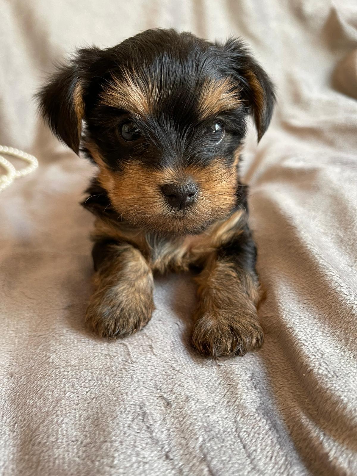 Ella's Designer Yorkies in Texas Yorkshire Terrier puppies Good Dog