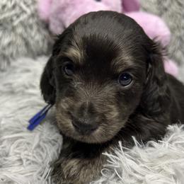 Hop - Black and cream male Dachshund puppy in Mt Sterling, Ohio from Murphy's 4 paws and a tail