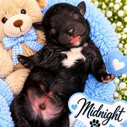 Midnight - Black male Shihpoo puppy in Cooper City, Florida from Jenny La Bone