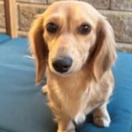 Rylie - Dachshund