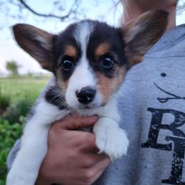 Ash - Black and tan male Pembroke Welsh Corgi puppy in Sidney, Ohio from Cozy Corgi Ranch
