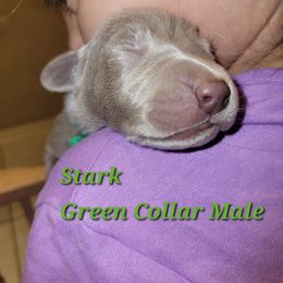 Weimaraner Puppies from Desert Rose Weimaraners