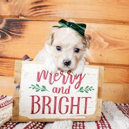 Emma - Cream female Poodle puppy in Hugo, Oklahoma from Ann R.