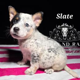 Slate - Blue male Australian Cattle Dog puppy in Silsbee, Texas from Rockin ND Ranch