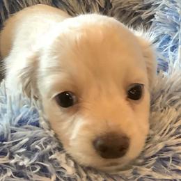 AKC Girl - Cream female Dachshund puppy in Bolivar Peninsula, Texas from A and G Dachsunds