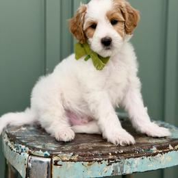 Green collar LUCKY - Parti male Goldendoodle puppy in Salem, Utah from Aspen Doodles