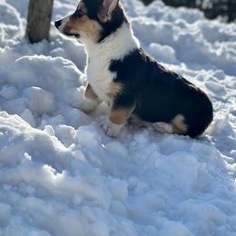 Pembroke Welsh Corgi Puppies from Hills End Corgis