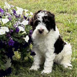 Bubba - Brown and white male Aussiedoodle puppy in Lavonia, Georgia from H & A Kennels