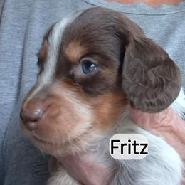 Fritz - Piebald male Dachshund puppy in Bangs, Texas from Lickin'bach Miniature Dachshunds