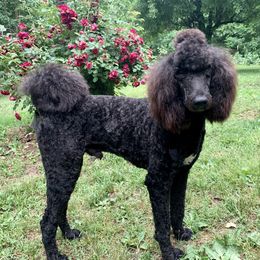 Drake - Poodle