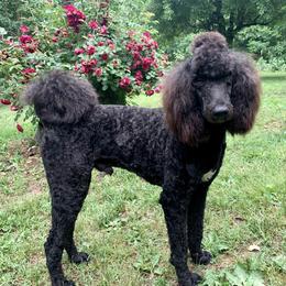 Drake - Poodle