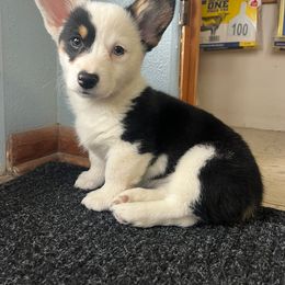 American Corgi and Pembroke Welsh Corgi Puppies from Beebe’s Corgis