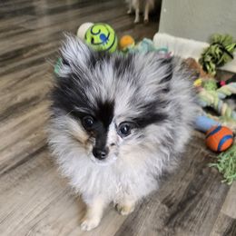 Rocket - Pomeranian