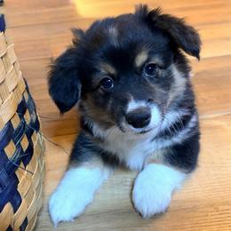 Harp - Black and tan female Pembroke Welsh Corgi puppy in North East, Maryland from Potato Patch