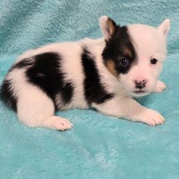 MARBLES - White and black female Pembroke Welsh Corgi puppy in Walker, Iowa from Double K Corgis