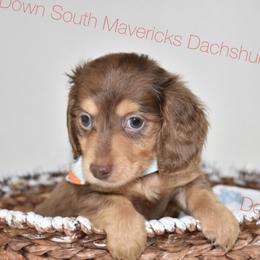Chocolate and cream Dapple - Dapple male Dachshund puppy in Seminary, Mississippi from Down South Mavericks Dachshunds